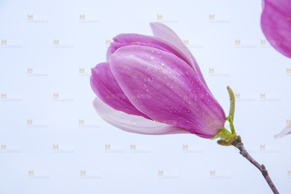 户外的玉兰花