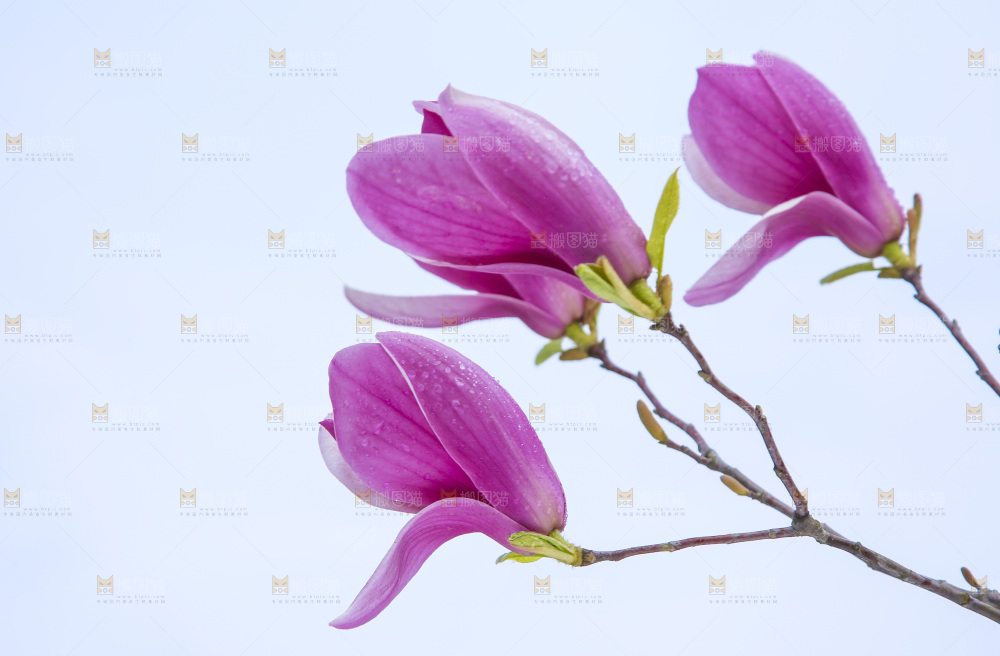 户外的玉兰花