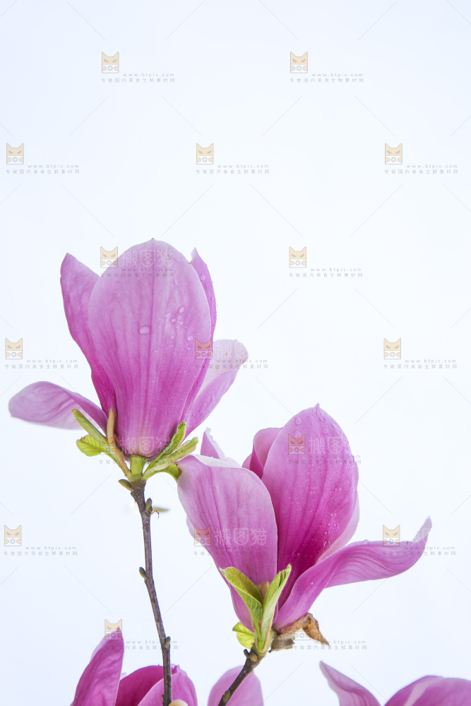 户外的玉兰花