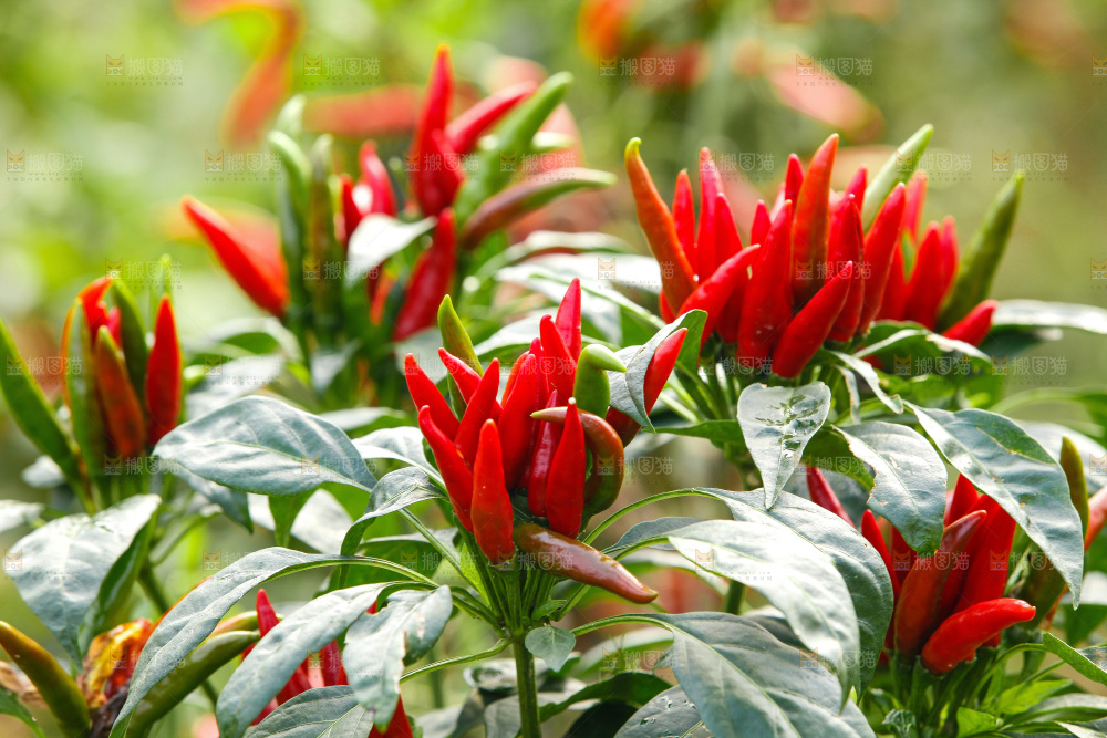 红辣椒种植地