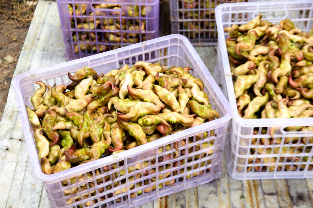 新鲜洪湖菱角采摘