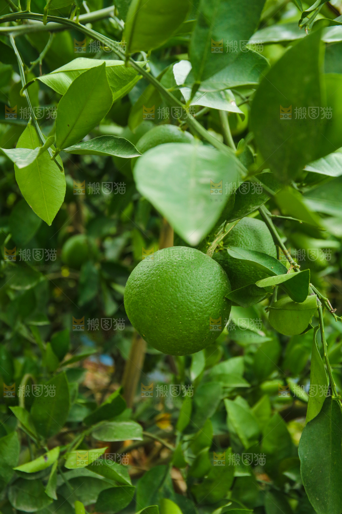 青橘产地