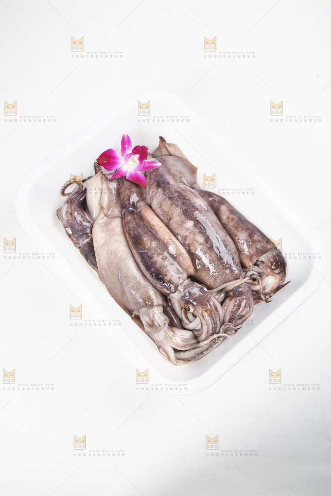 白底上的鱿鱼