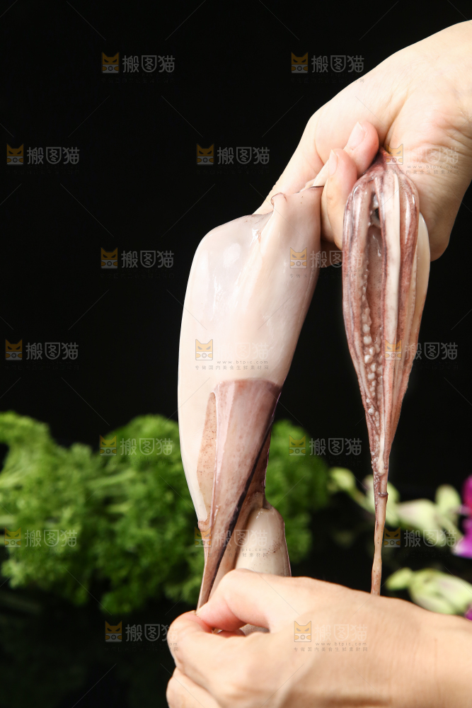 黑底上的鱿鱼