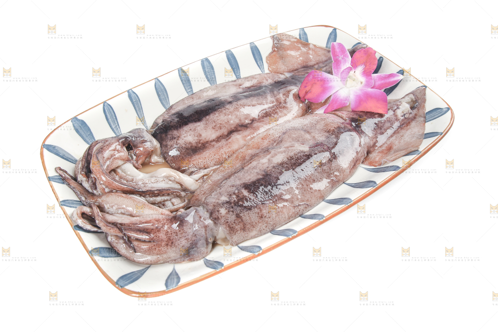 白底上的鱿鱼