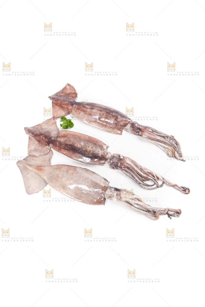白底上的鱿鱼