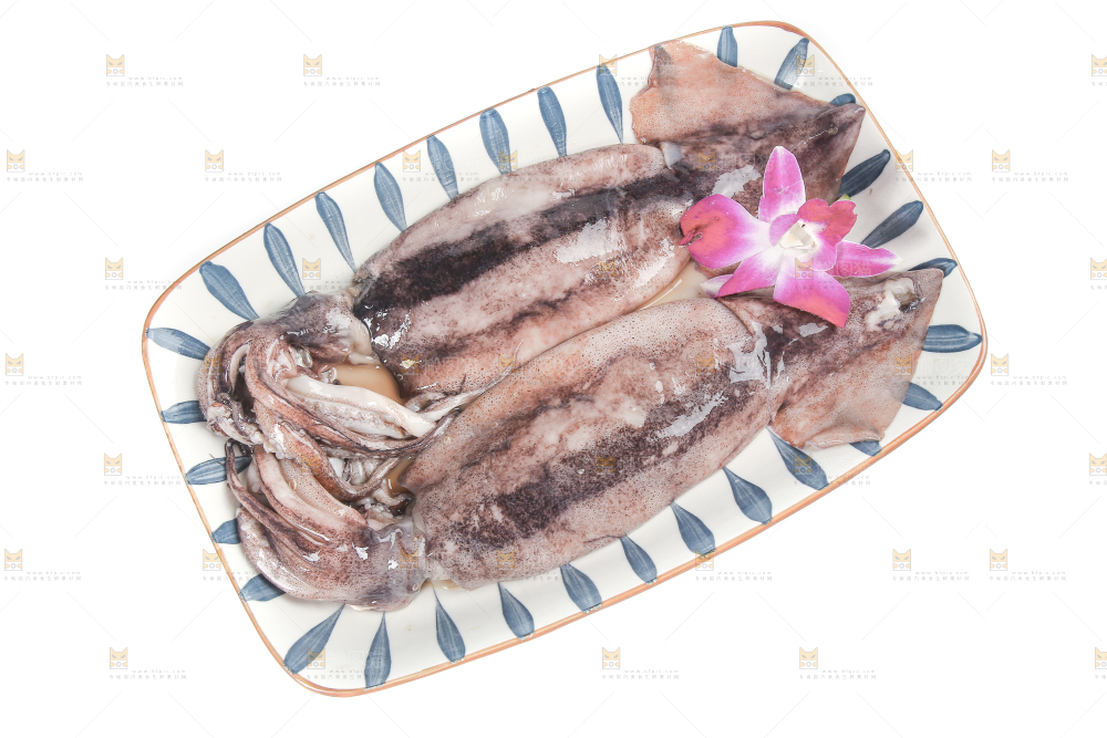 白底上的鱿鱼