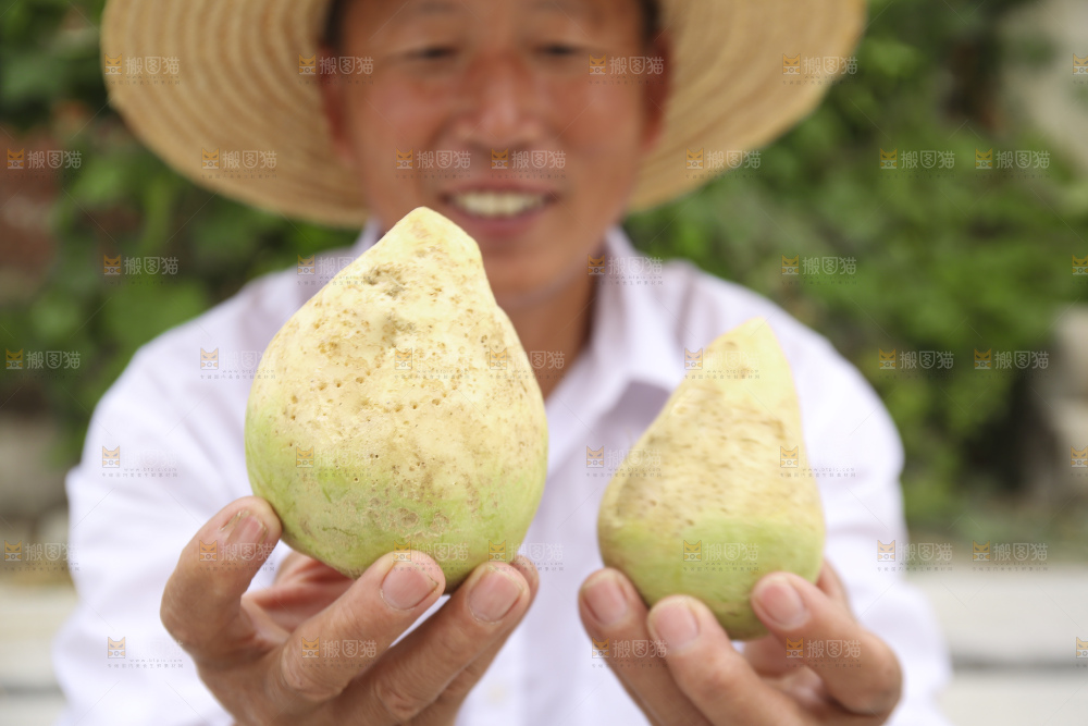 手里拿着大头芥菜