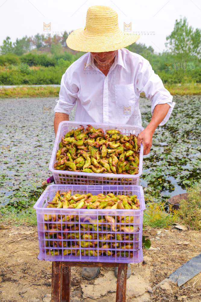 新鲜洪湖菱角采摘