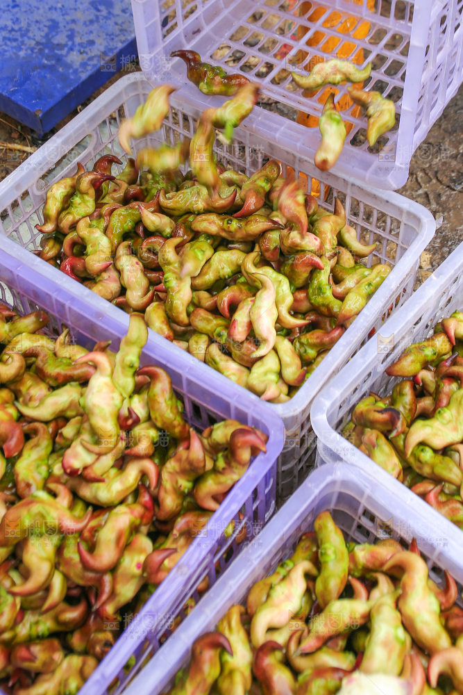 新鲜洪湖菱角采摘