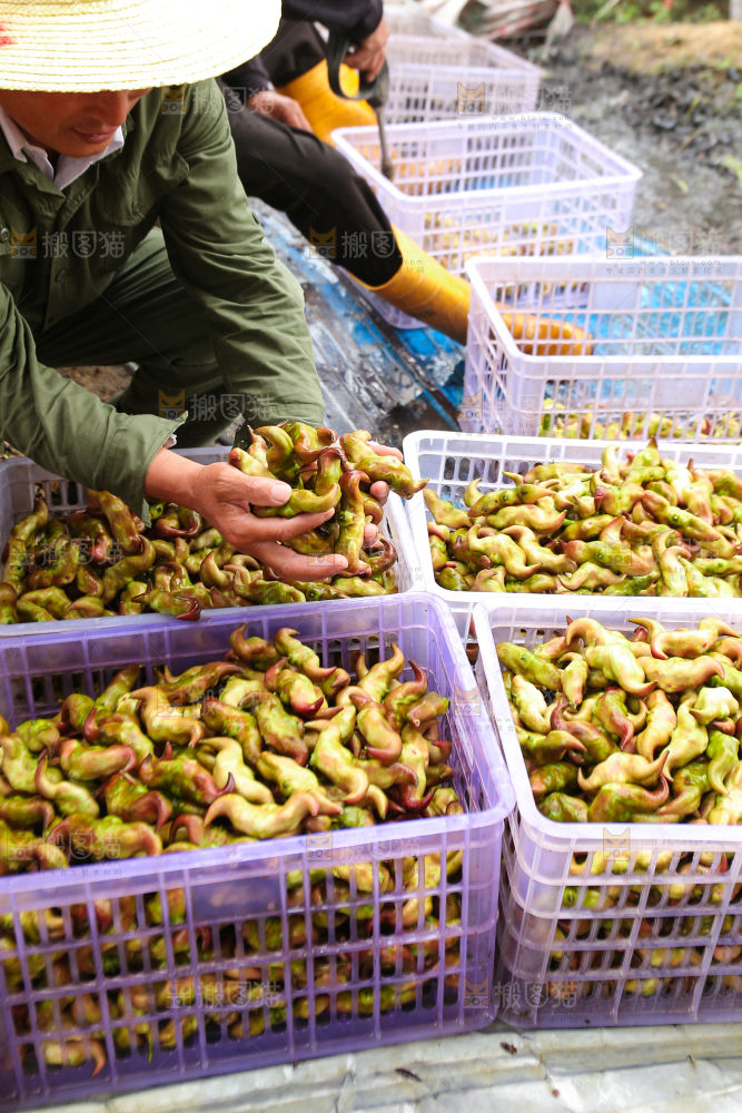 新鲜洪湖菱角采摘