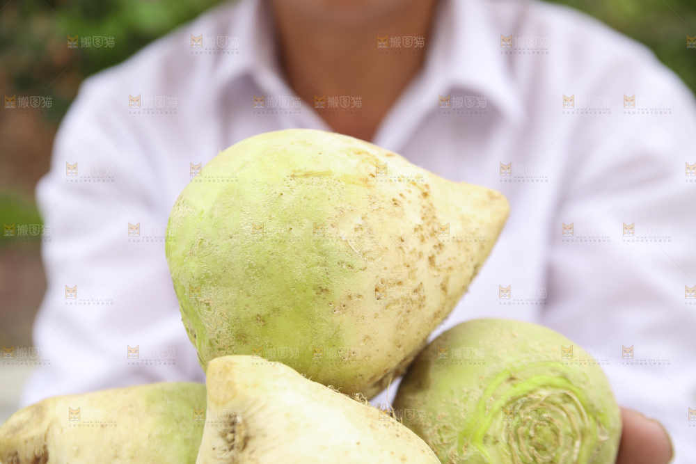 手里拿着大头芥菜