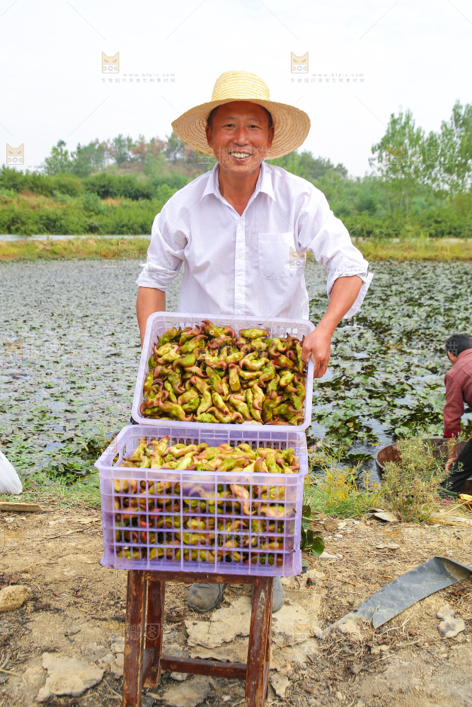 新鲜洪湖菱角采摘