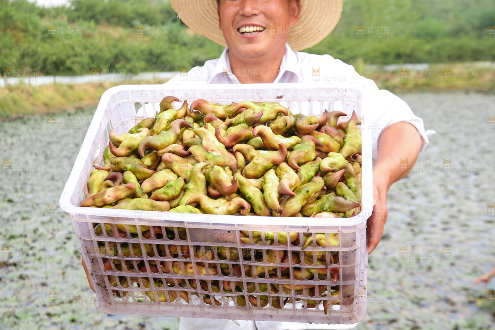 新鲜洪湖菱角采摘