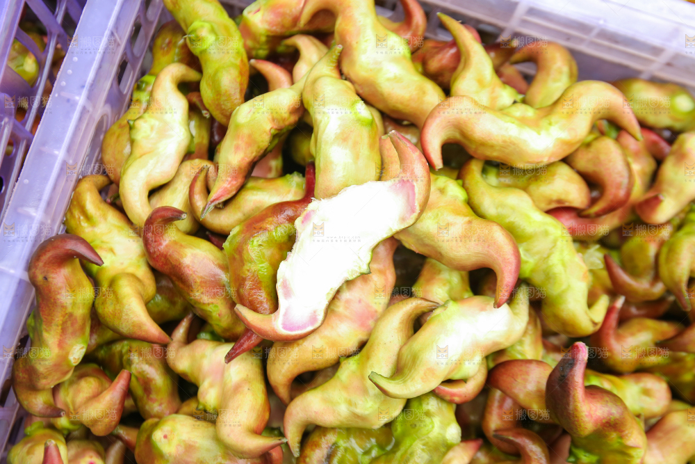 新鲜洪湖菱角采摘