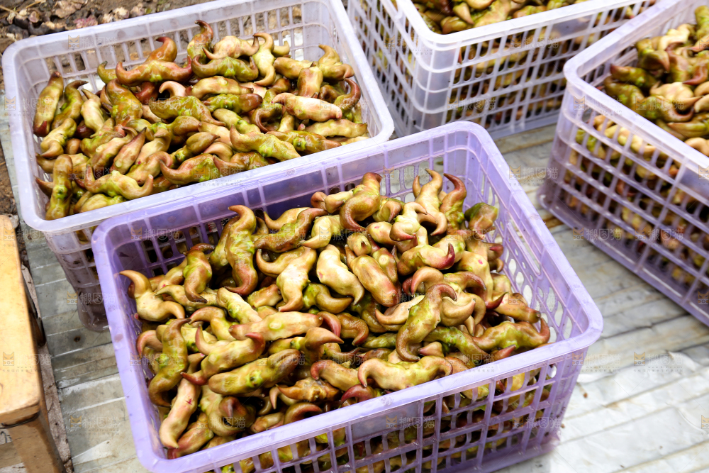 新鲜洪湖菱角采摘