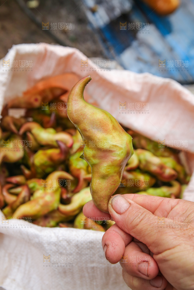新鲜洪湖菱角采摘