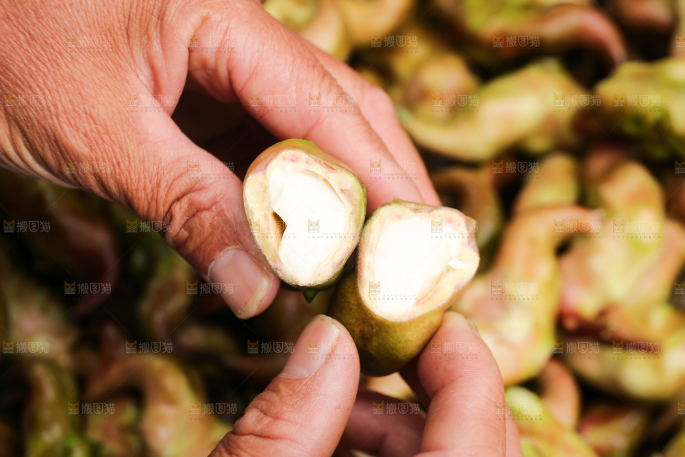 新鲜洪湖菱角采摘