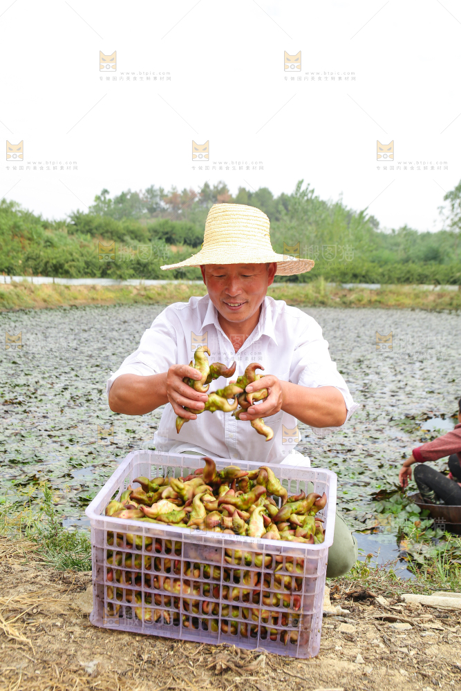 新鲜洪湖菱角采摘