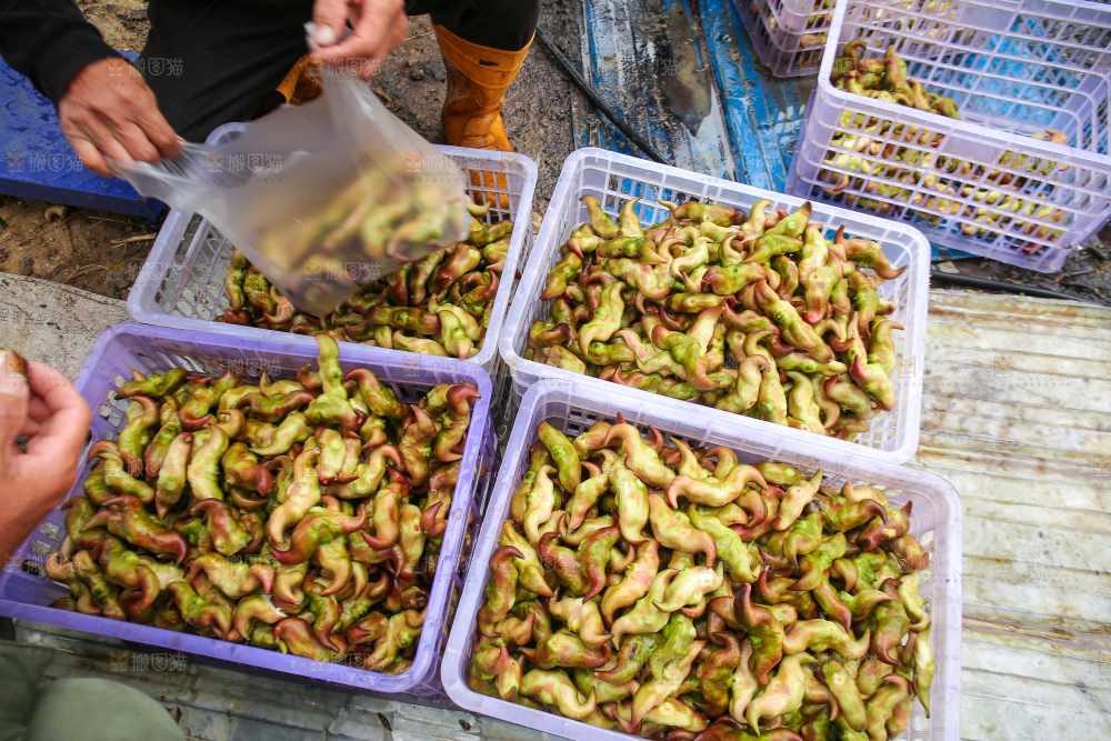 新鲜洪湖菱角采摘