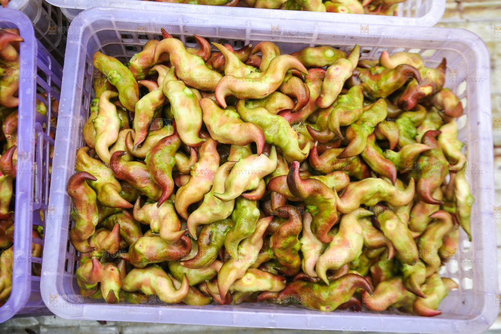 新鲜洪湖菱角采摘