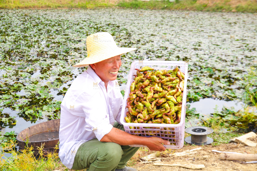新鲜洪湖菱角采摘