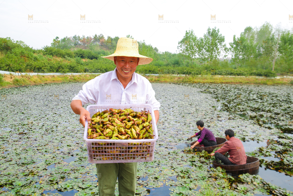 新鲜洪湖菱角采摘