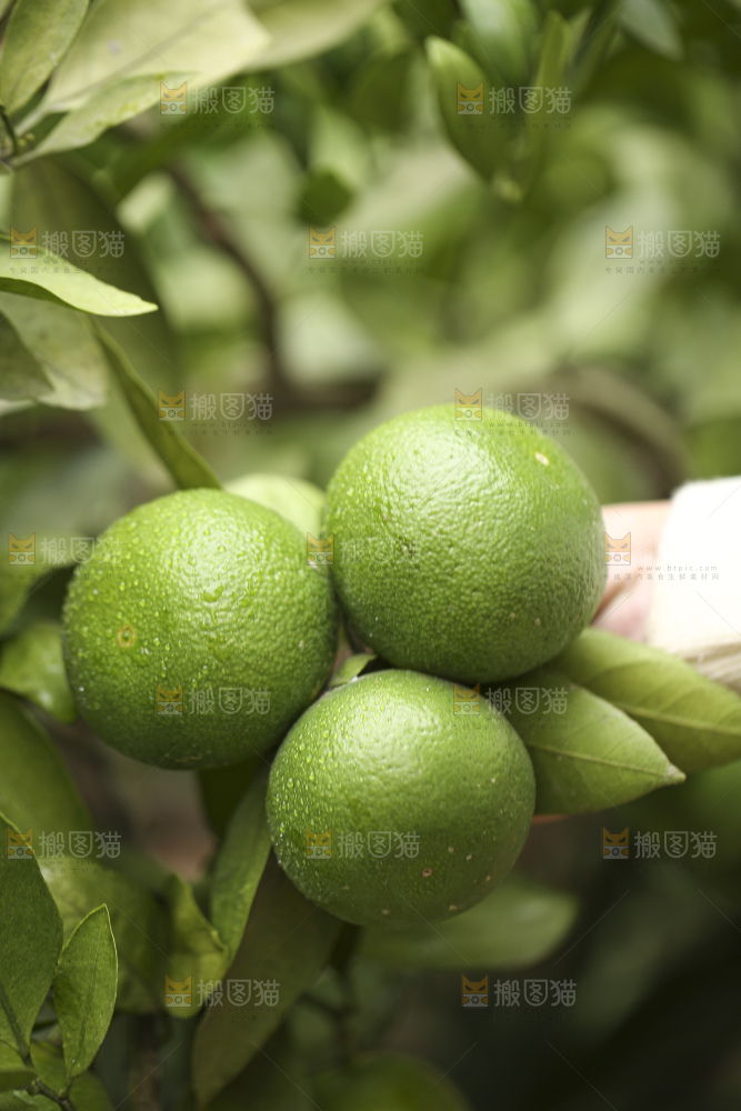 户外的青橘