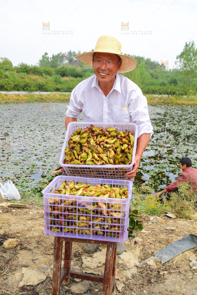 新鲜洪湖菱角采摘