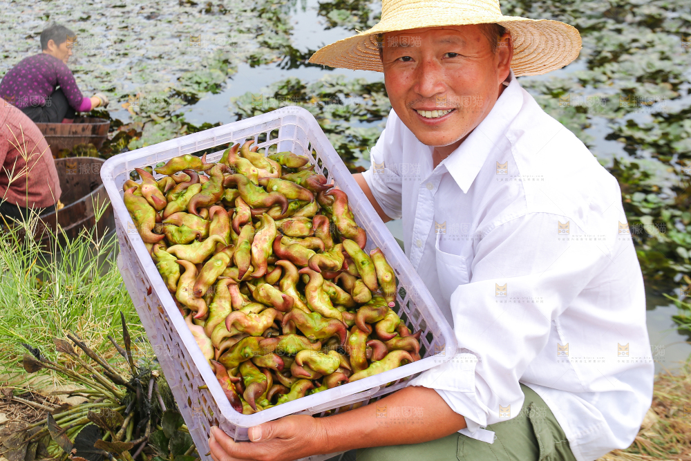 新鲜洪湖菱角采摘