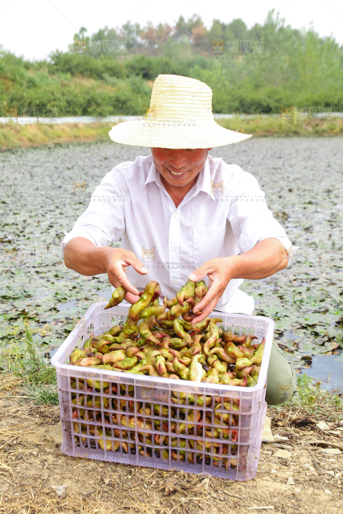 新鲜洪湖菱角采摘