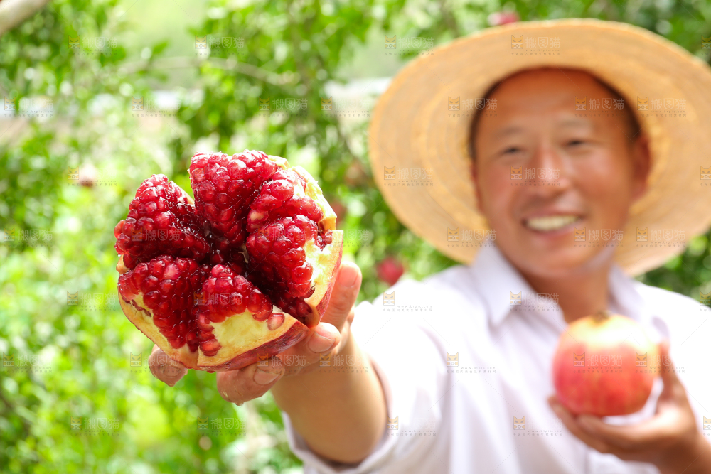石榴产地