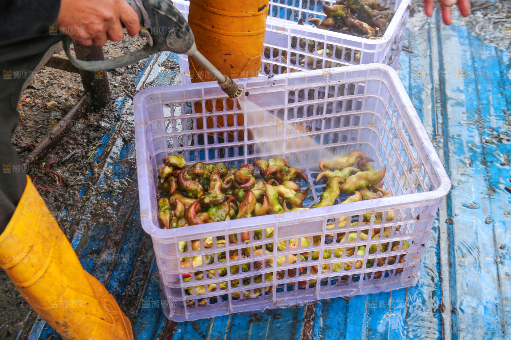 新鲜洪湖菱角采摘