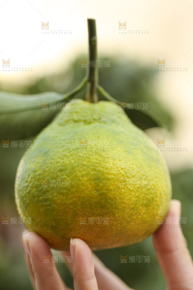 深底上的青皮丑橘