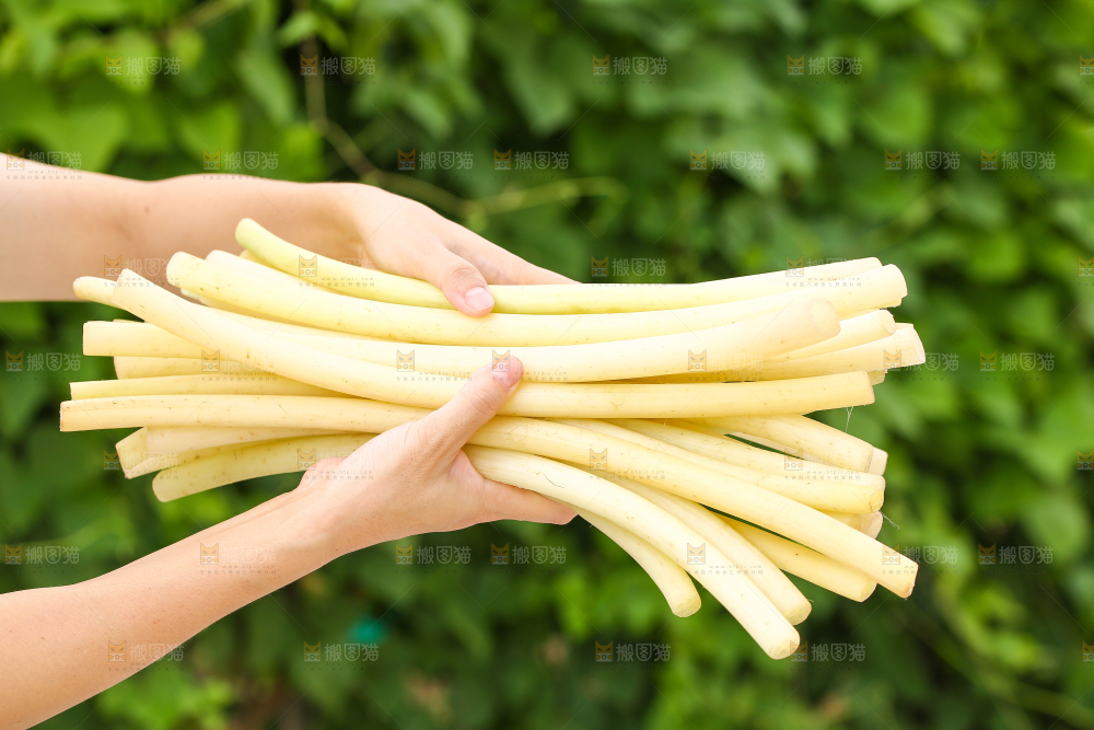 手里拿着藕带