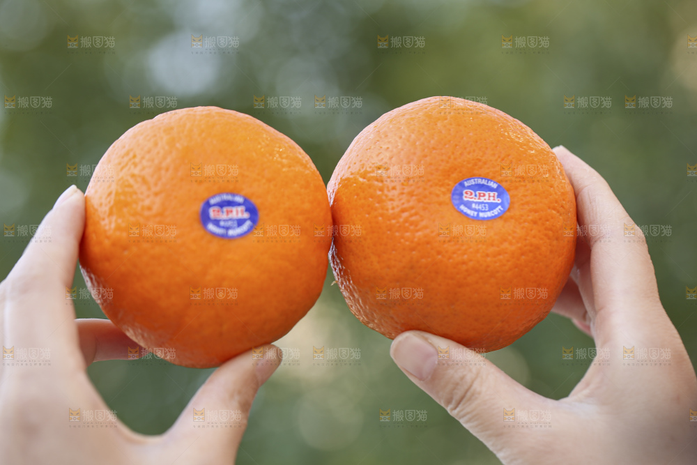 手里拿着进口澳柑