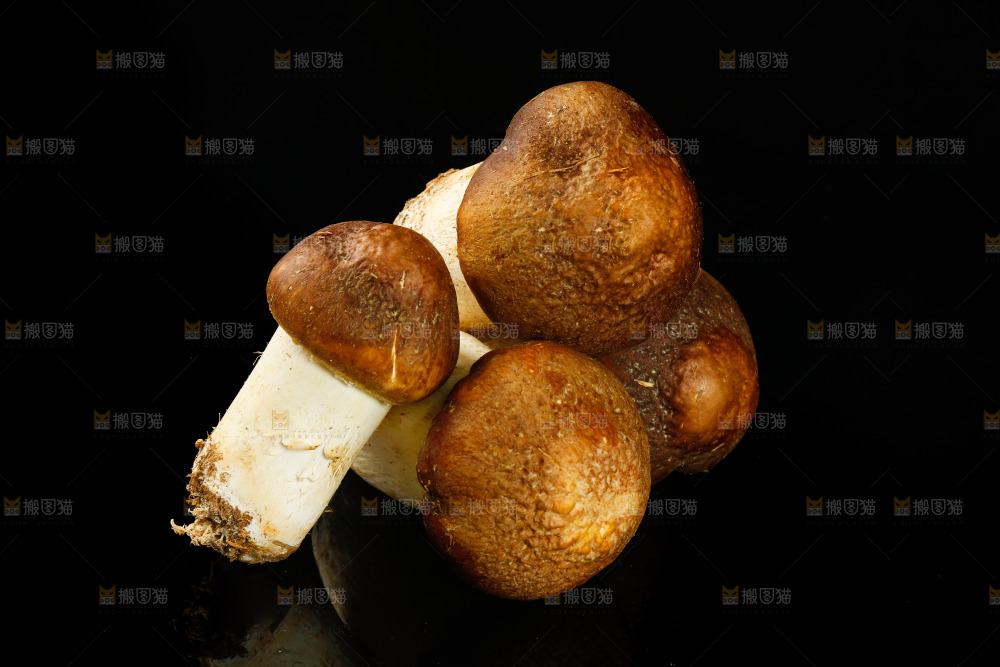 黑底上的新鲜松茸菇