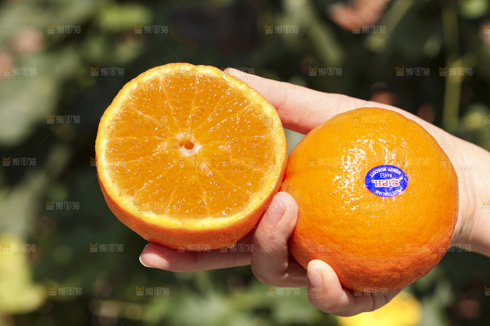 手里拿着进口澳柑