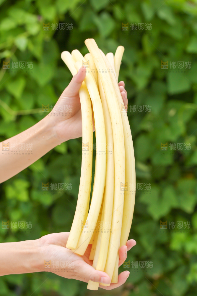 手里拿着藕带