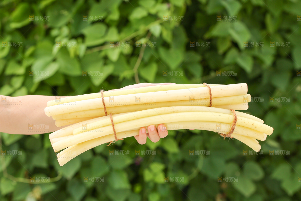 手里拿着藕带