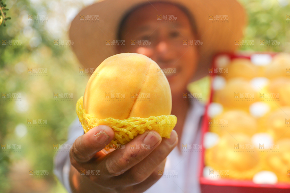 手里拿着炎陵黄桃
