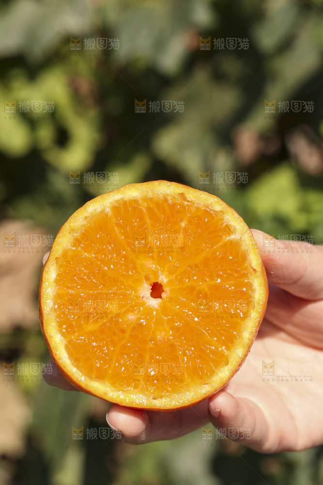 手里拿着进口澳柑