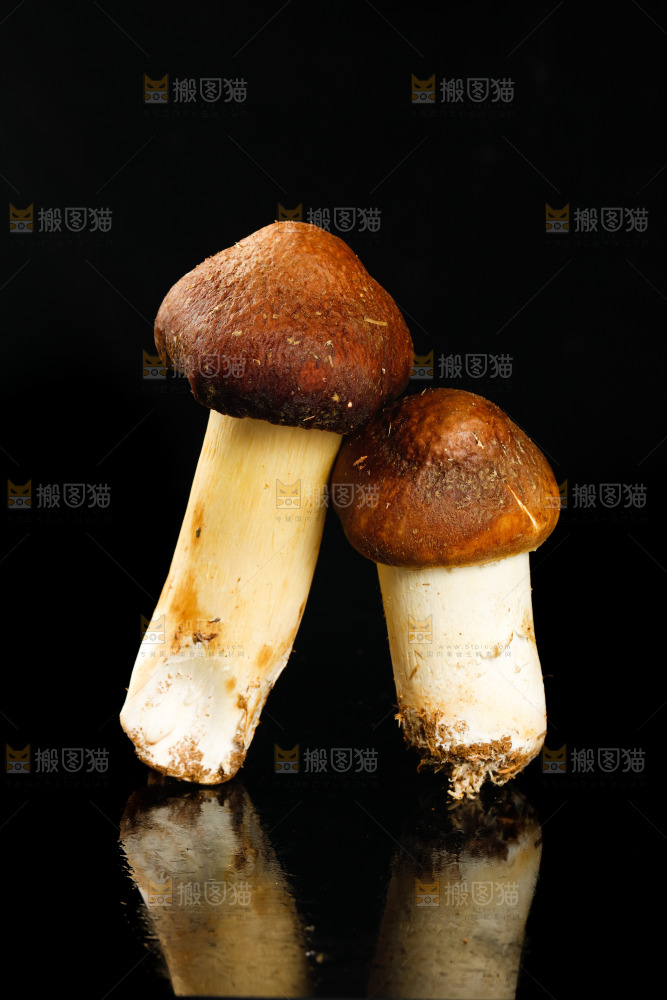 黑底上的新鲜松茸菇