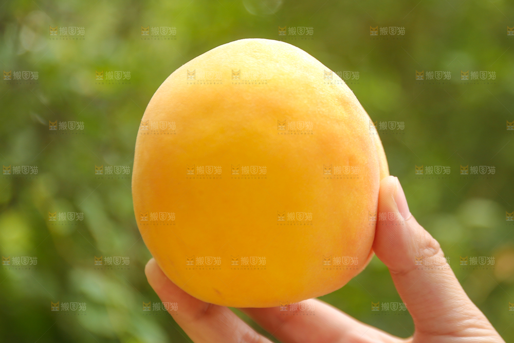 锦绣黄桃