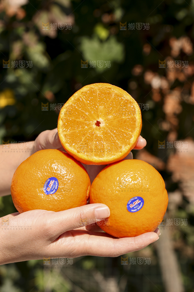 手里拿着进口澳柑