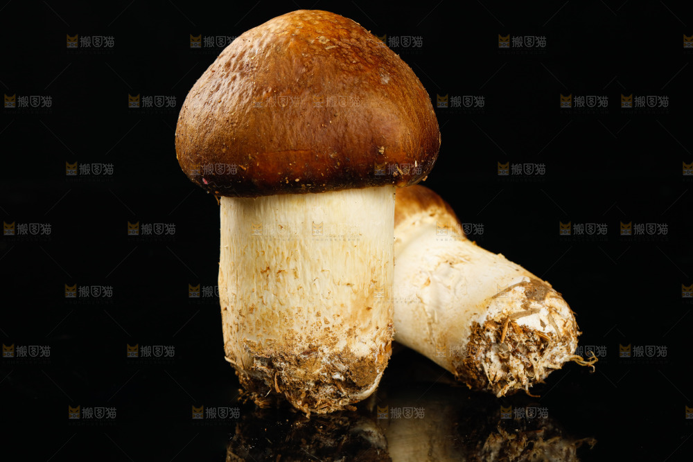 黑底上的新鲜松茸菇