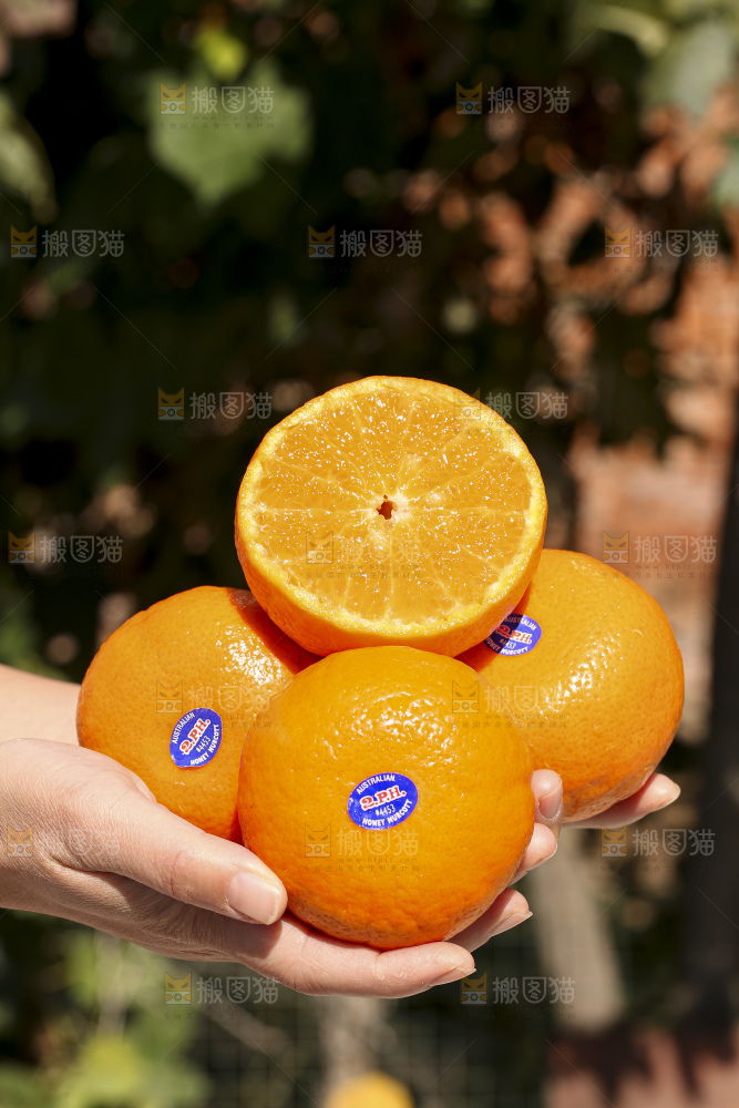 手里拿着进口澳柑