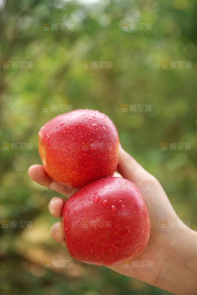 手里拿着高原红苹果
