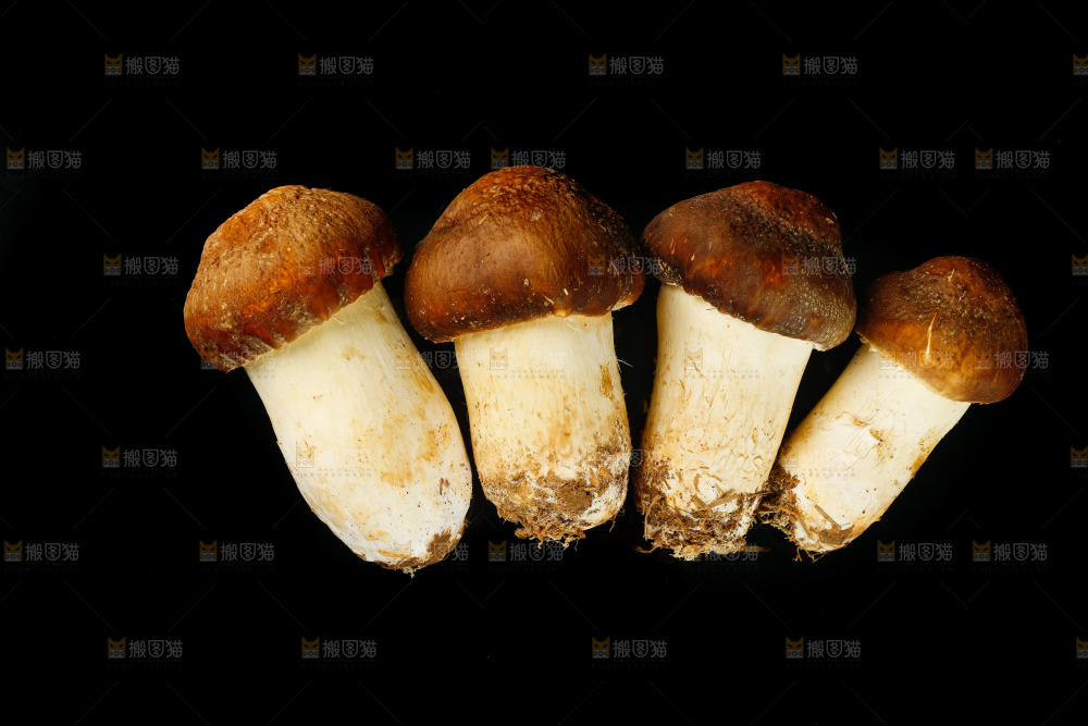 黑底上的新鲜松茸菇