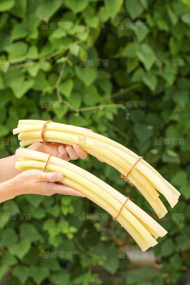 手里拿着藕带